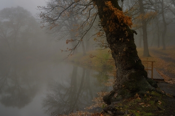 Nebliger Morgen / ***