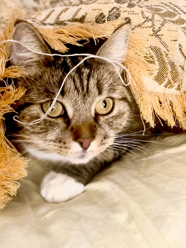 Nebel zerstreut / ***