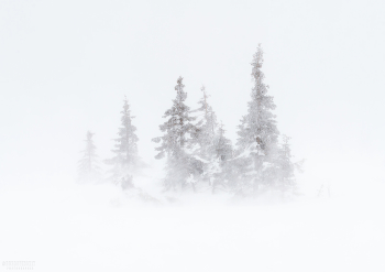 Überwinterung / ***