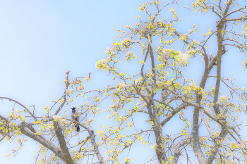 Es ist Zeit zu 2 Blüte / ...