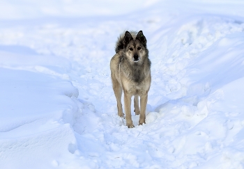 Auf dem Winterwanderweg / ***
