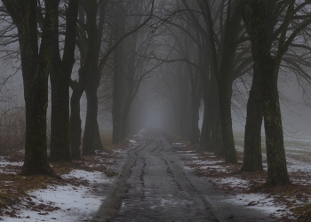 Nebliger Morgen / ***