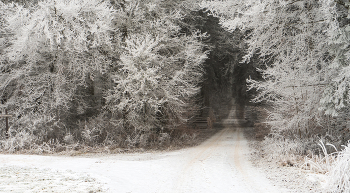 Gabel in den Wäldern / ***