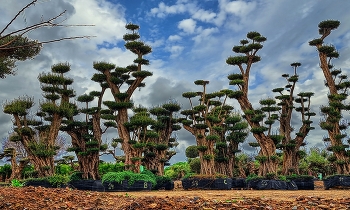 Vinyols i els Arcs - Garden (oliveres) - Baix Camp / Vinyols i els Arcs - Garden (oliveres) - Baix Camp