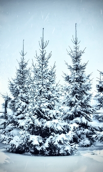 Winter in der Werft / ***