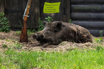 Sicherheitsbeamte / ***