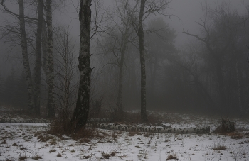 Nebliger Morgen / ***