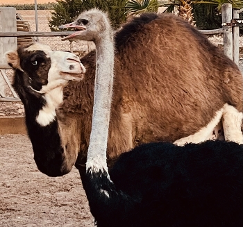 Conversation / Domestic animals in a farm