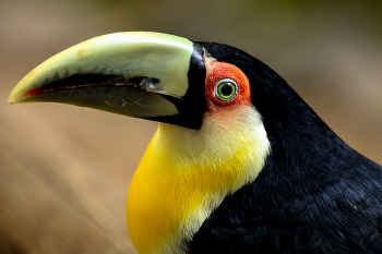 Toucan / ***
