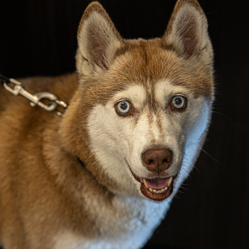 Diese Augen .... / ....