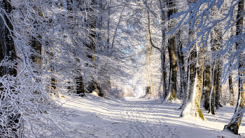 &nbsp; / schneebedeckter Waldweg