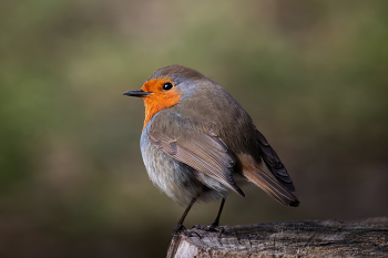 &nbsp; / European Robin.