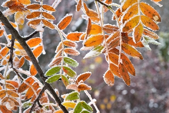 Sonnenaufgang über dem Fluss / ***