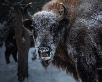 Schau mir in die Augen / ***