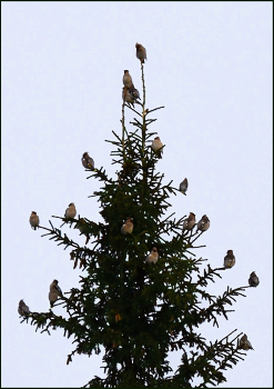 Seidenschwänze flogen / ***