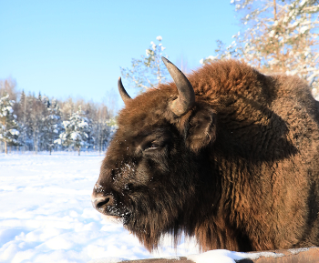 Winter-Porträt / ***