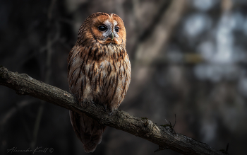 In der Wildnis des Waldes / ***