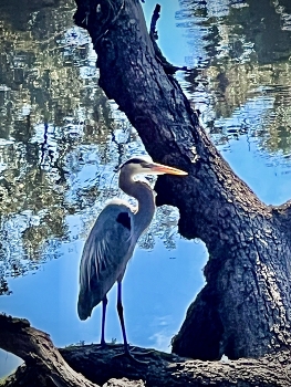 Walk along the river / Wading birds on a river