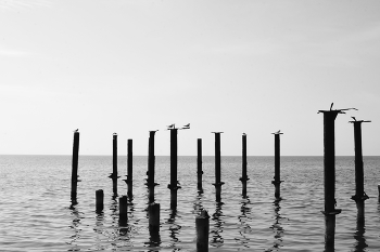 black sea / birds on poles in the Black Sea