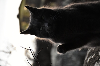 Cat / the cat waves its paw