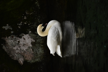 Swan / a swan in a park on a lake