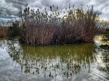 Delta de l'Ebre (Deltebre) - canyes - Baix Ebre / Delta de l'Ebre (Deltebre) - canyes - Baix Ebre