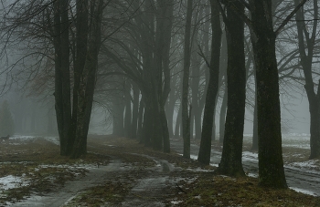 Nebliger Morgen / ***