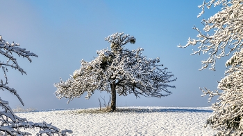 Apfelbaum / Apfelbaum im Schnee