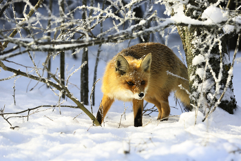 in den Winterwald / ***