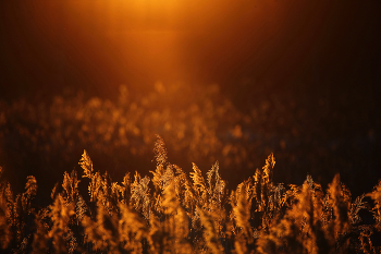 Sonnenuntergang in den Sumpf / ***