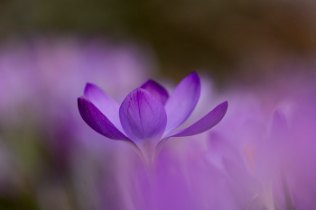 die ersten Frühlingsboten / Krokusse