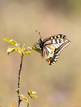 Schwalbenschwanz / ***