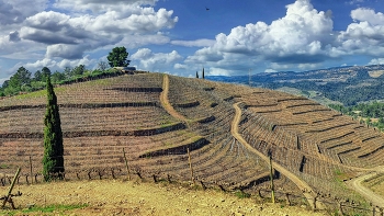 Bellmunt del Priorat - terrasses vinyes hivern - Priorat / Bellmunt del Priorat - terrasses vinyes hivern - Priorat