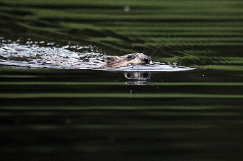 Abend schwimmen / ***