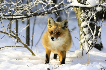 in den Winterwald / ***