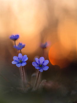 Leberblümchen / im ersten Morgenlicht