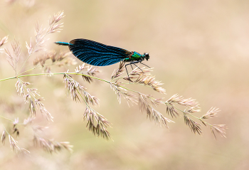 Blauflügelprachtlibelle / ***
