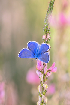 Bläuling / Bläuling auf einer Esparsette