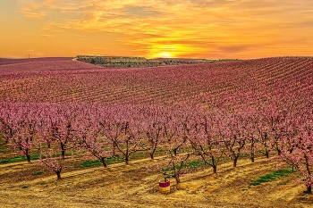 Aitona - camp de presseguers - Segrià / Aitona - camp de presseguers - Segrià