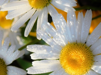 Frühlingsgrüße / ***