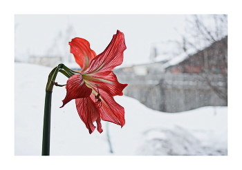 Herzlichen Glückwunsch, liebe Frauen! / ***