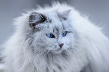 Die Schneekönigin / ***