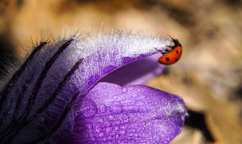 Pulsatilla Krim / ***
