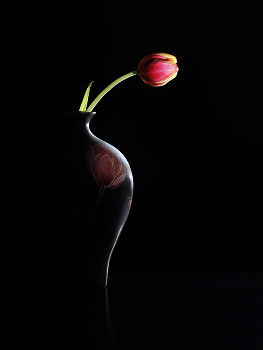 Tulips / ***