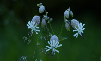 Sommer Skizzen. / ***