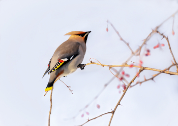 Seidenschwanz. / ***