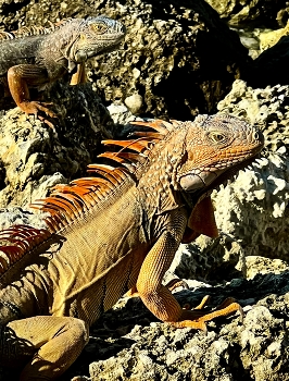 My best leather dress / Blizzards sitting on the rock