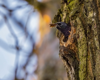 Frühjahrsputz / ***