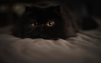 Heinzelmännchen / ***