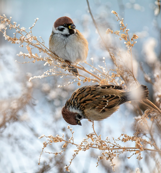 Sparrows / ***